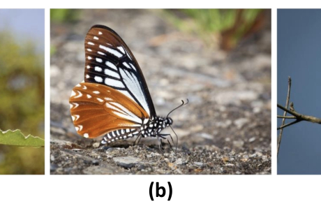 MCL Research on Green Saliency-guided Blind Image Quality Assessment (GSBIQA)